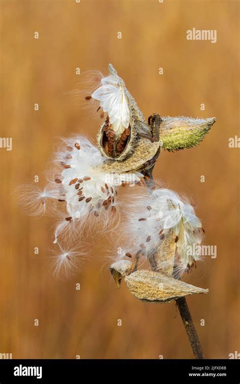 63863 03320 Common Milkweed Asclepias Syriaca Seed Pods Opening Up In