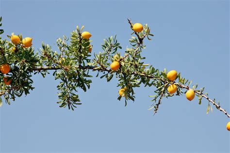 Planter Un Arbre Fruitier Quand Comment Profondeur Choix