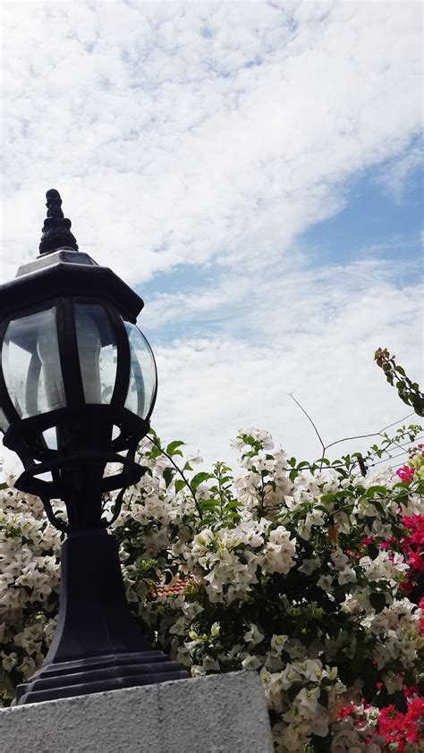 Free Images Flower Monument Statue Spring Sculpture Memorial