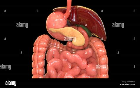 Anatomie Der Menschlichen Verdauungssystem Stockfotografie Alamy