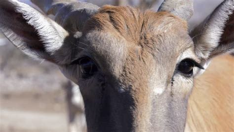 Eland Antelope Close Up Looking Around 4k Stock Footage Video