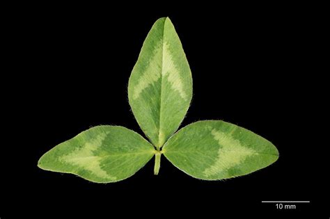 Red Clover | Forage Information System | Oregon State University