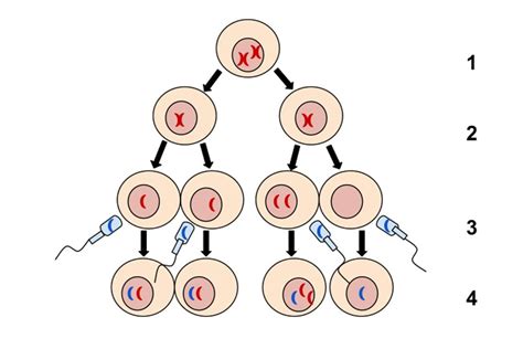 Nondisjunction Definition Explanation Causes And Effects