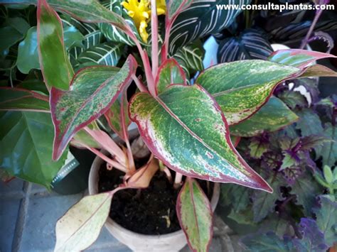 Aglaonema Commutatum O Aglaonema Cuidados