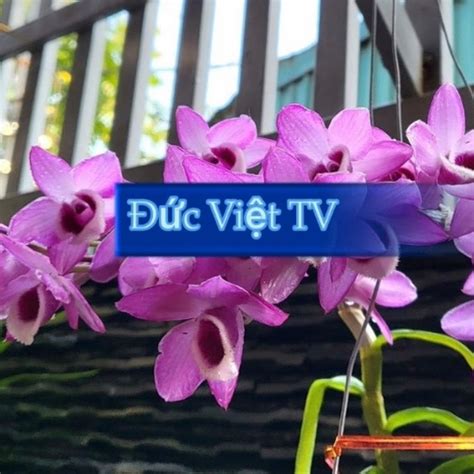 ĐỨc ViỆt Tv Youtube