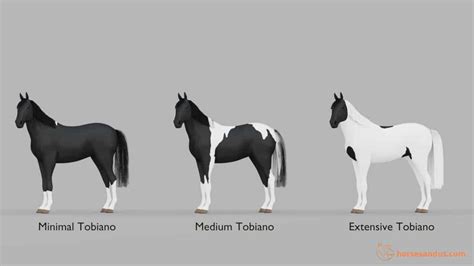 What Is A Tobiano Horse Traits Genes And Breeds