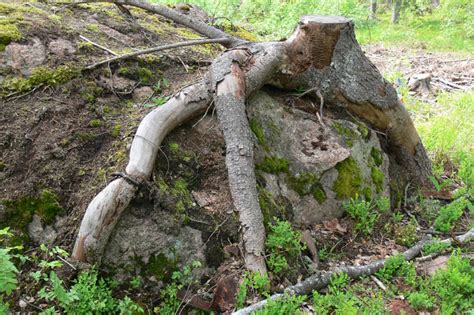 Окрестности Турку . Кирхи, усадьбы и дендропарк
