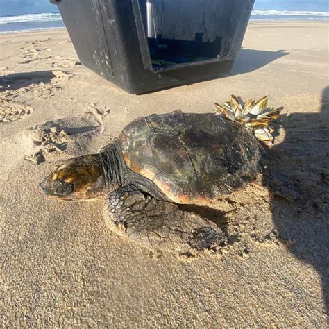 5 Animais Marinhos Que Encalharam Nas Praias Em 2023 Mega Curioso