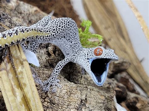 strophurus  nephrurus northern lights reptile imports