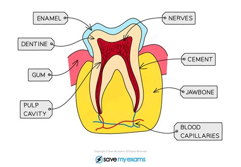 Cie Igcse Biology 复习笔记：714 Teeth And Digestion