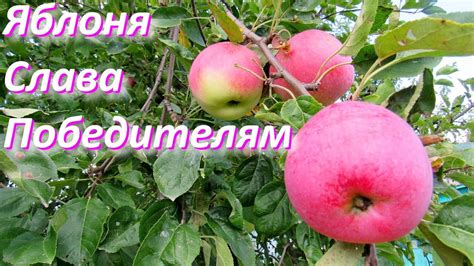 Яблоня Слава Победителям - YouTube