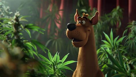 Scooby Snacks Weed The Herb Lifestyle