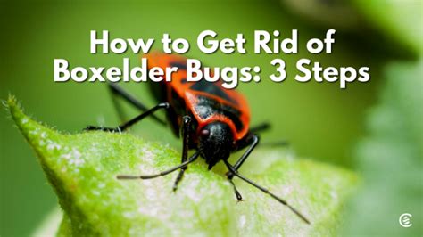 Get Rid of Boxelder Bugs | Bugs, Household bugs, Pest solutions