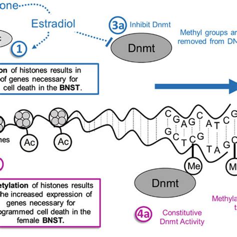 Pdf Sexual Differentiation And Sex Differences In Neural Development