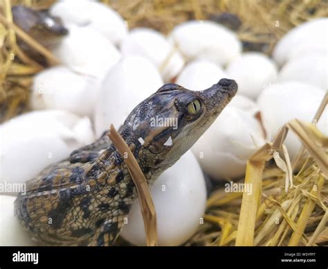 Crocodile Eggs Hi Res Stock Photography And Images Alamy