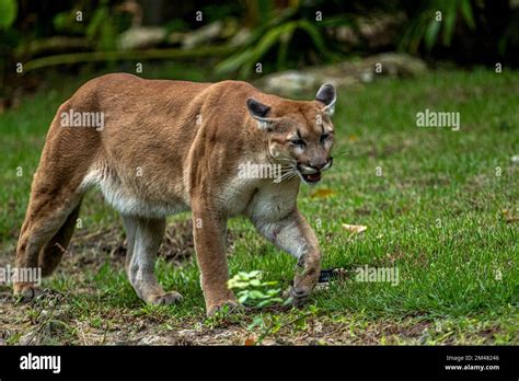 A Puma seen resting in their habitat inside the Xcaret Park Zoo Stock ...