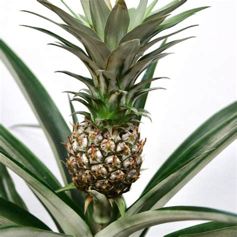 Ornamental Pineapple – Mari's Gardens