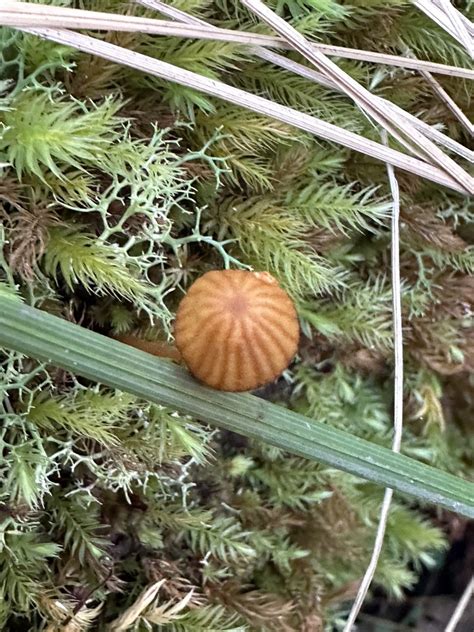 Common Gilled Mushrooms And Allies From Smiths Lake NSW AU On June 21