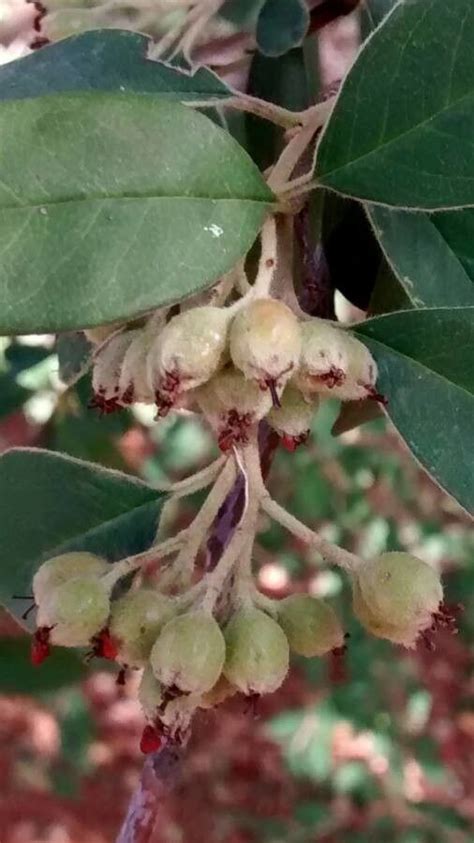 Cotoneaster Pannosus Franch Silverleaf Cotoneaster World Flora Pl