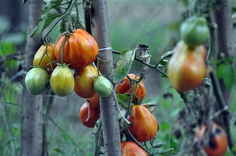 8000 Free Tomato And Tomatoes Images Pixabay