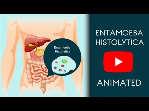 Entamoeba Histolytica in Easy Animated | Microbiology - YouTube
