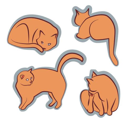 350 Cat Paw Teddy Bear Stock Photos Pictures And Royalty Free Images