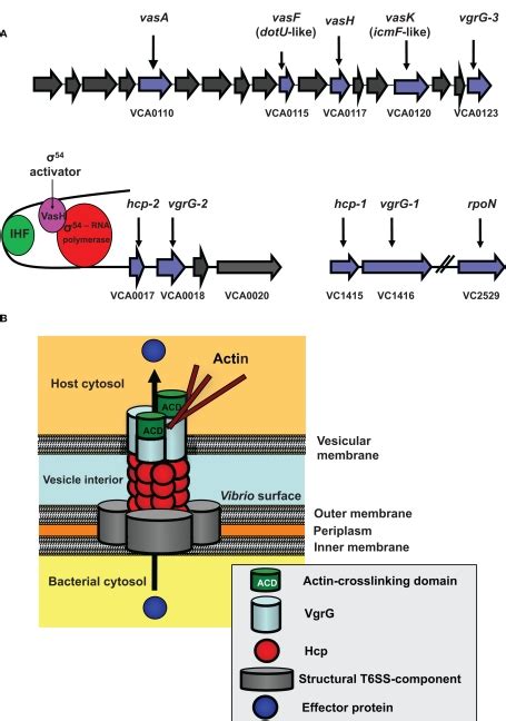 The V Cholerae Type VI Secretion System T6SS A The T6SS Gene