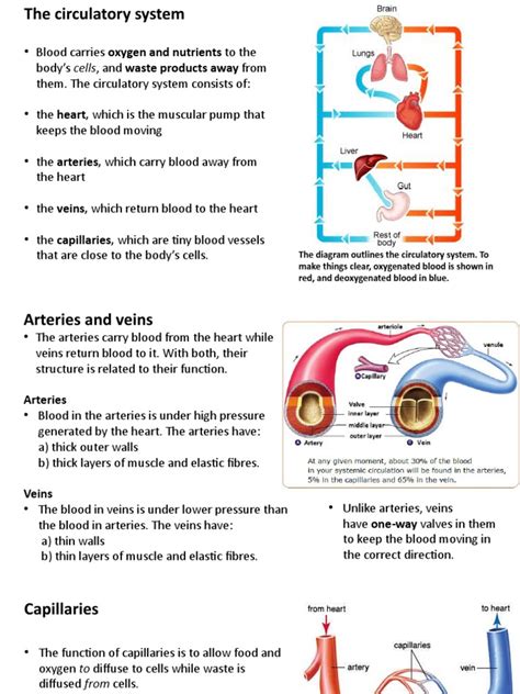 circulatory system  artery heart