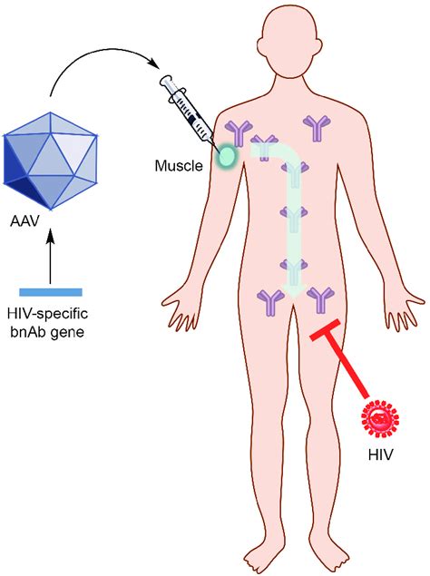 Schematic Representation Of The Adeno Associated Virus Based Vector