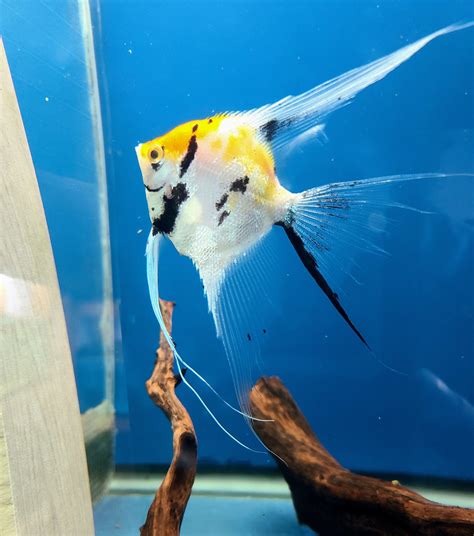 Traditional Koi Angelfish Jc Angelfish