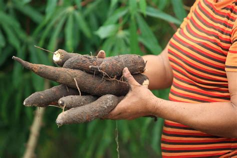 Mandioca sabor típico da Amazônia oferece variedade de preparações