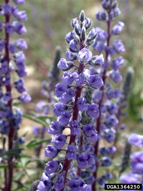 Silver Lupine Lupinus Argenteus