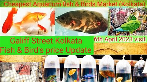 Recent Week Aquarium Fish Bird S Price Galiff Street Pets Market