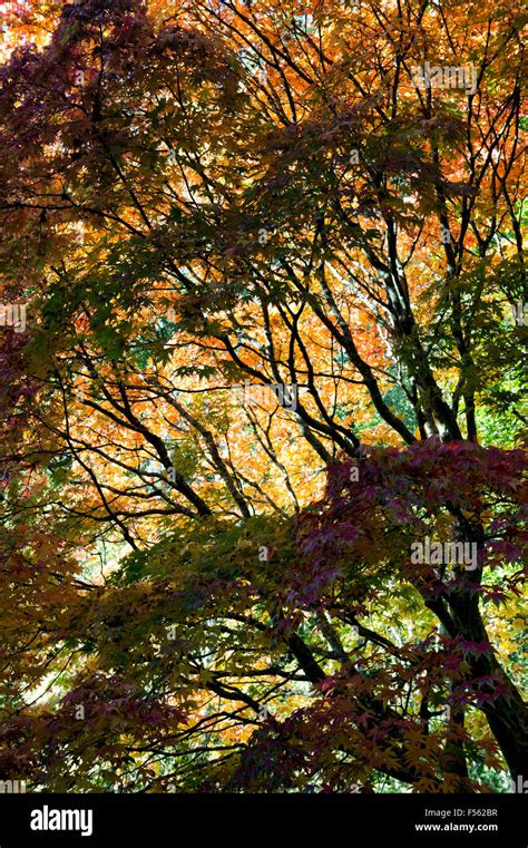 Acer Palmatum Osakazuki Japanese Maple In Autumn Stock Photo Alamy