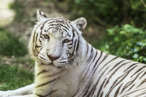 Un Weekend Au Zoo De Beauval Une Belge Un Francais En Voyage