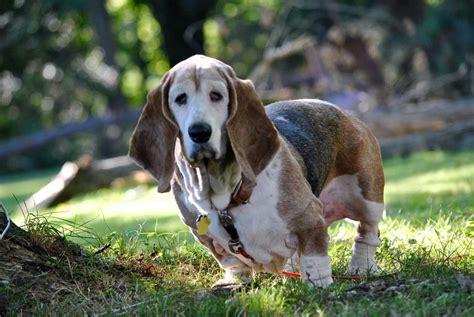 Pin By Bennetts Basset Hounds On Millie Girl The Basset Hound Hound