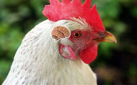 Do Chickens Have Brains Interesting Facts Learnpoultry