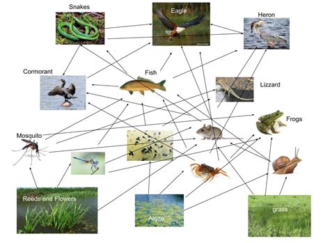 Food Web Amazing Wetland