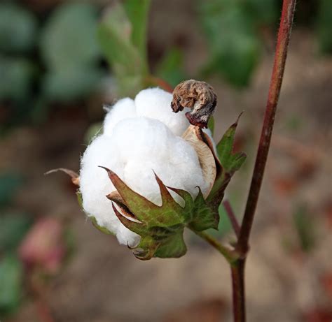 Southern Lagniappe The Joys Of A Cotton Patch