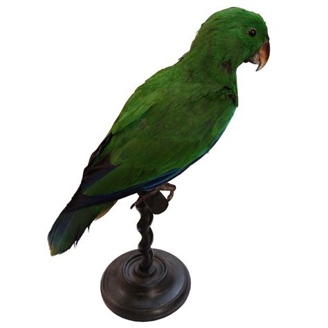 1stdibs Mounted Parrot Antiques Taxidermy Vintage