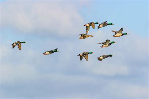 Mallards Flying