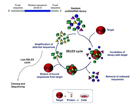 Schematic Representation Of The Selex Technology Selex Is A Multistep