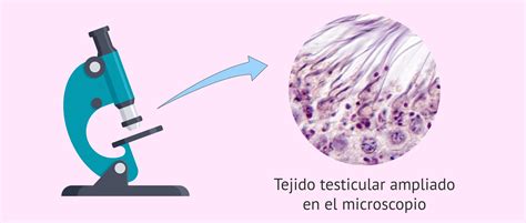 Qu Es La Biopsia Testicular Objetivos Y Procedimientos