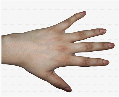 Clipart Hand Human Hand - Back Of Human Hand Transparent PNG ...