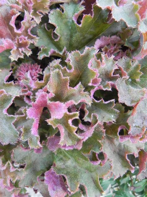 Heuchera ‘Crimson Curls’ | Sublime Garden Design | Landscape Design ...