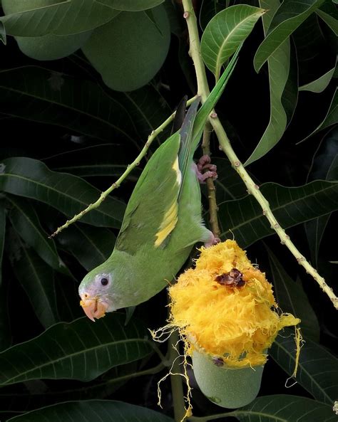 Why Do Parakeets Puff Up