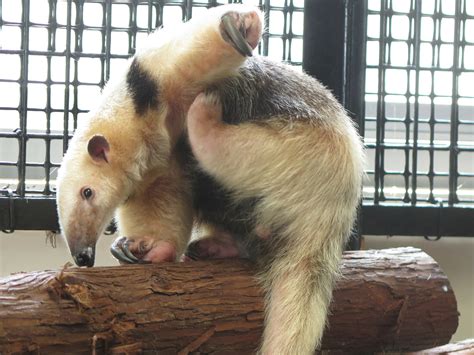 令和の夏は続くよ動物トピックス｜ブログ野毛山動物園公式サイト｜公益財団法人 横浜市緑の協会