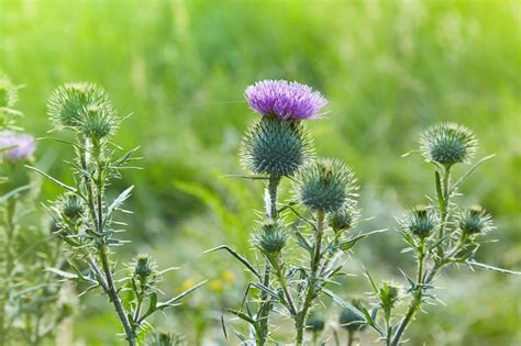 The Thistle Scotlands National Flower National Trust For Scotland