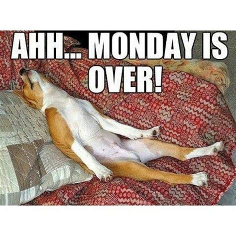 We Survived Monday Everyone Bring On Tuesday Fotos Cães Animais