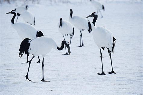 Japanese Crane Dance Couple Snow Photo Background And Picture For Free